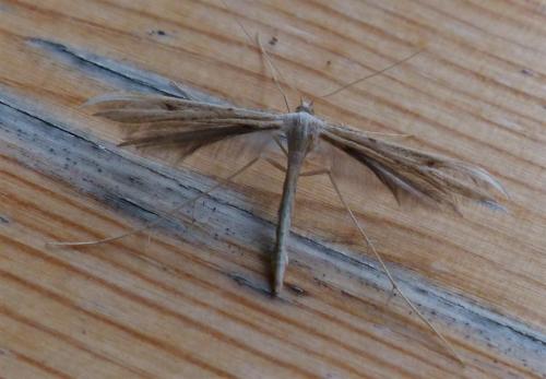 Réf. 237 238 : Emmelina sp.
