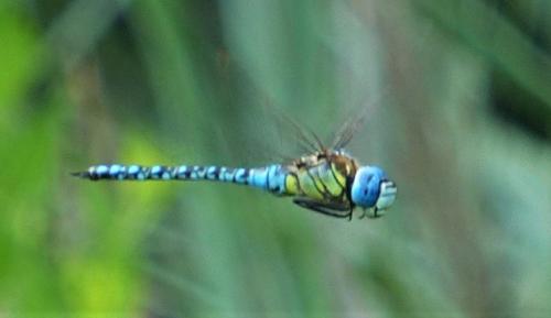 Aeshna affinis