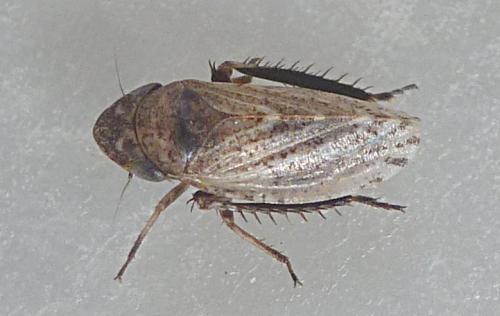 Aphrodinae