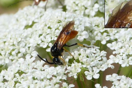 Arge (cyanocrocea-melanochra)