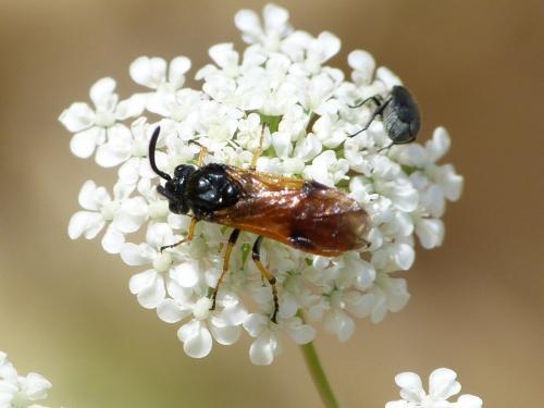 Arge (cyanocrocea-melanochra)