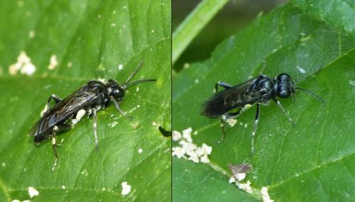 Réf. 237 282 : Macrophya ribis