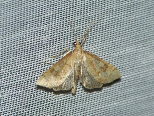 Réf. 237 476 : Udea fulvalis