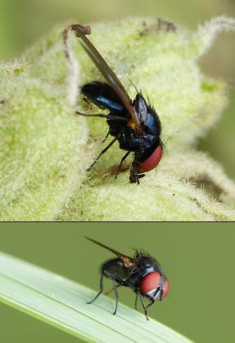 Silba fumosa