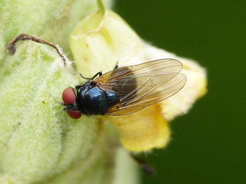 Silba fumosa