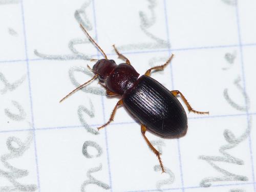 Réf. 237 582 : Ophonus sp.