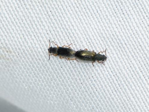 Danacea nigritarsis