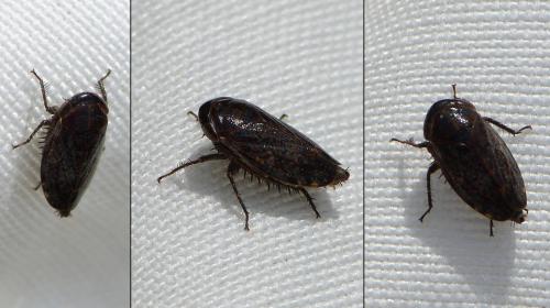 Réf. 237 802 : Goniagnathus brevis
