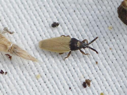 Catoplatus horvathi