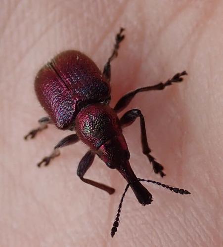 Rhynchites sp.