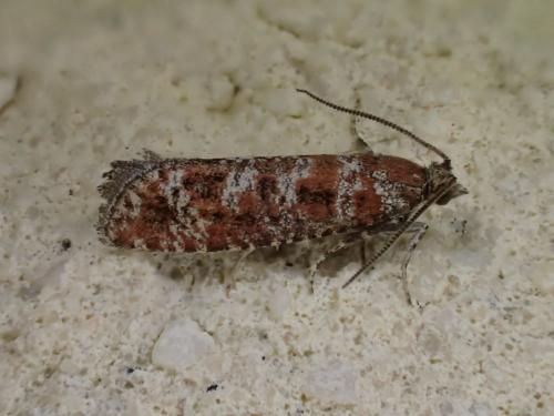 Rhyacionia pinivorana
