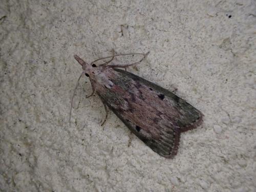 Aphomia sociella