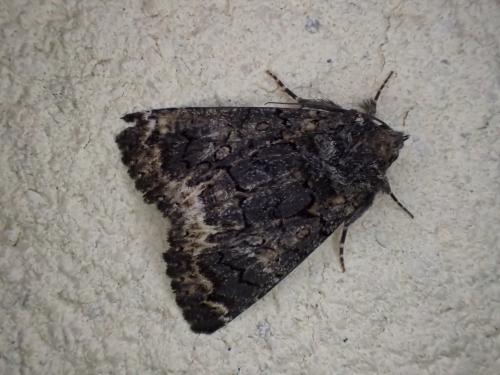 Réf. 237 334 : Catephia alchymista