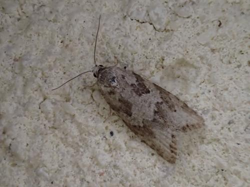 Réf. 237 336 : Cnephasia sp.