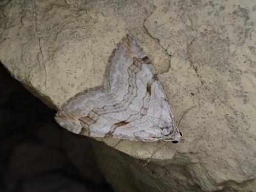 Réf. 237 433 : Aplocera efformata