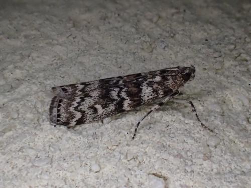 Dioryctria schuetzeella