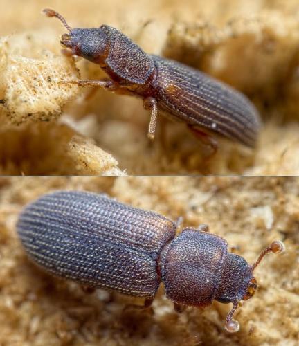 Synchita separanda