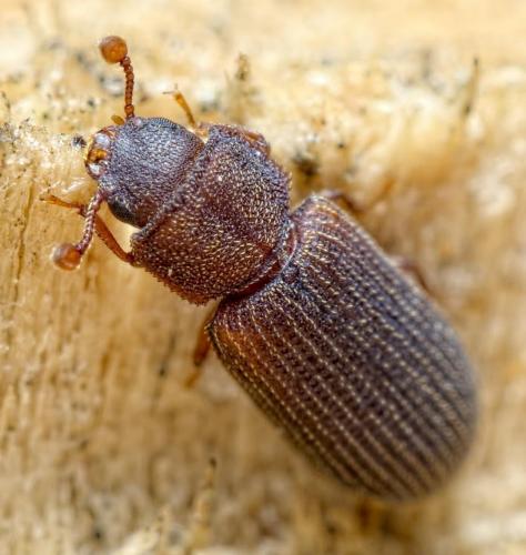 Synchita separanda