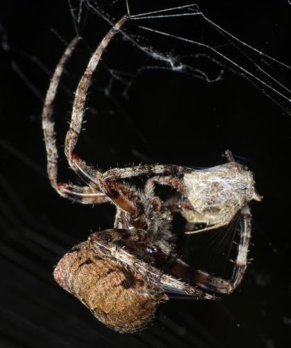 Araneus angulatus