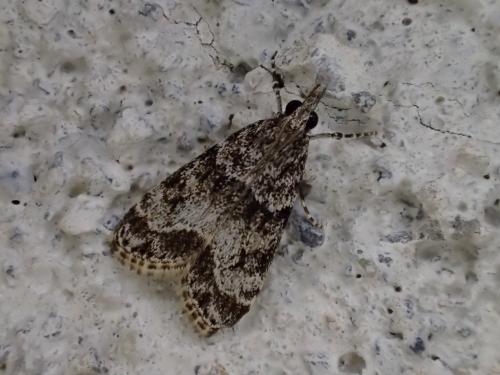 Eudonia mercurella