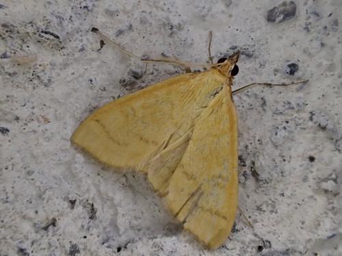 Mecyna flavalis