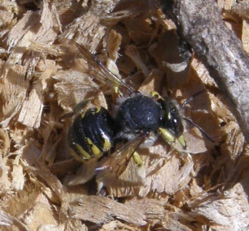 Réf. 237 153 : Anthidium manicatum