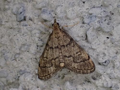 Metasia sp.