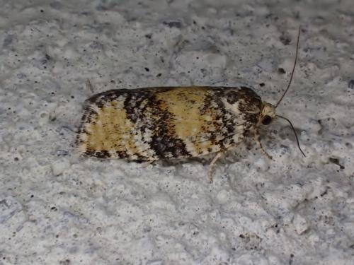 Ptycholomoides aeriferana