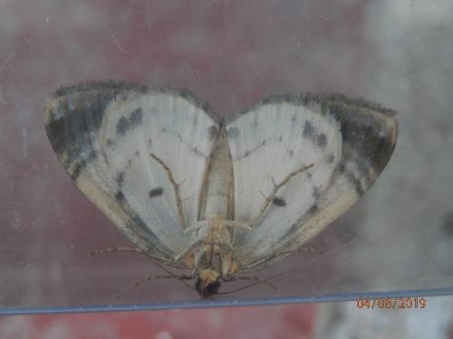 Réf. 237 130 : Mesoleuca albicillata