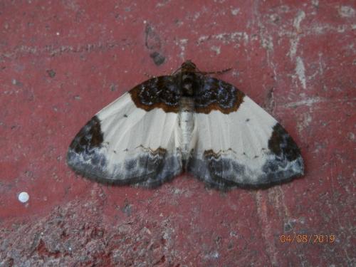 Réf. 237 248 : Mesoleuca albicillata