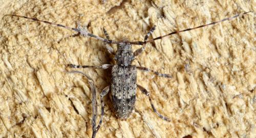 Acanthocinus reticulatus