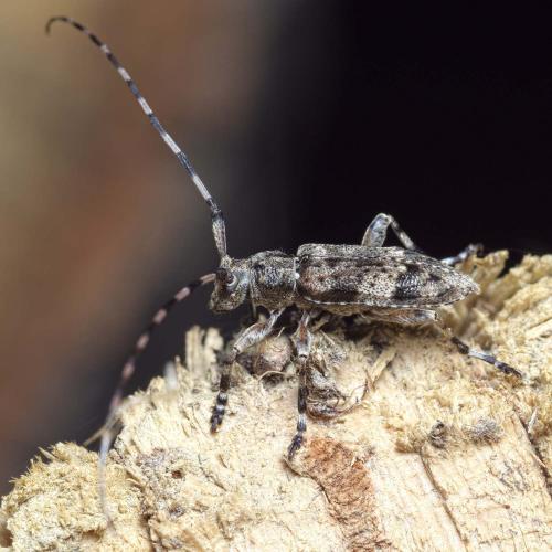 Réf. 237 343 : Acanthocinus reticulatus