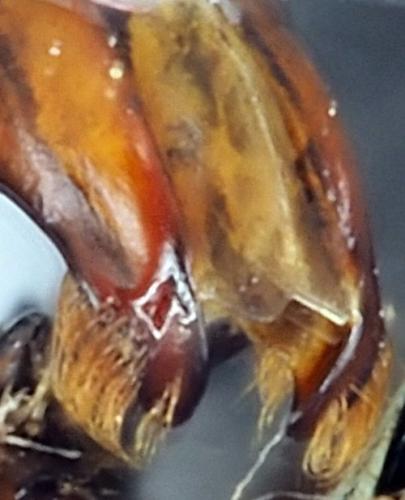 Gnathocera royi
