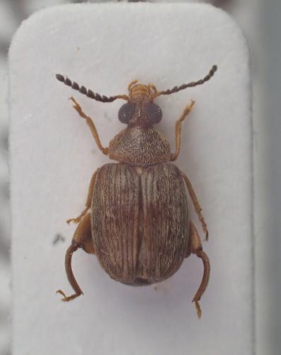 Réf. 237 502 : Caryedon serratus