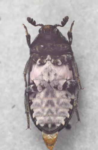 Dermestes murinus