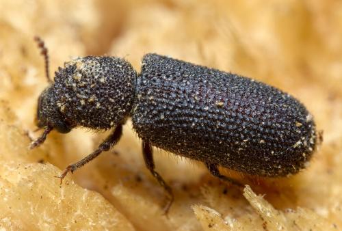 Stephanopachys substriatus