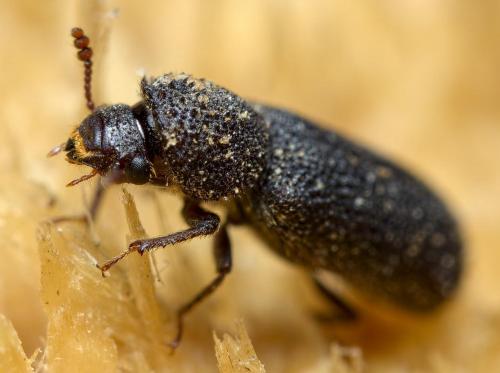 Stephanopachys substriatus