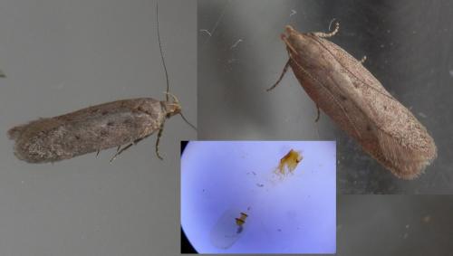 Bryotropha terrella