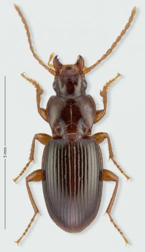 Pterostichus amoenus