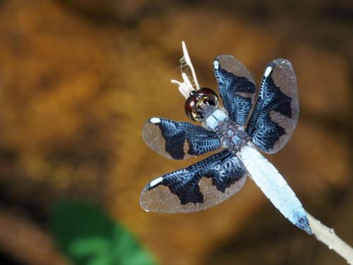 Palpopleura portia