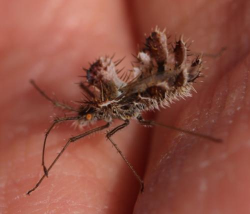 Réf. 237 693 : Phyllomorpha laciniata