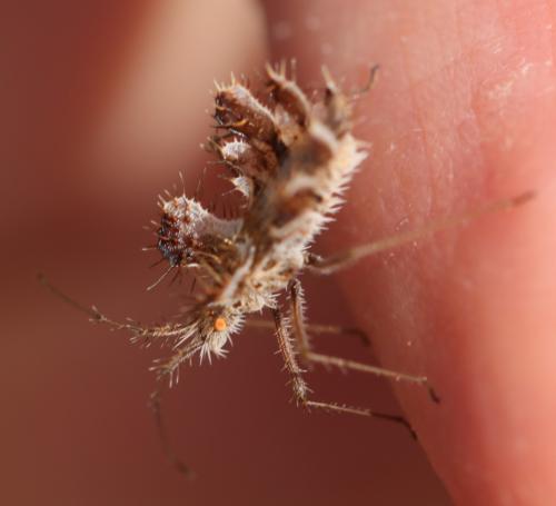 Réf. 237 692 : Phyllomorpha laciniata