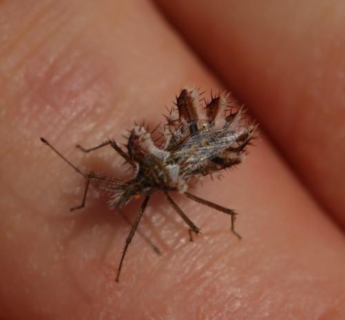 Réf. 237 694 : Phyllomorpha laciniata