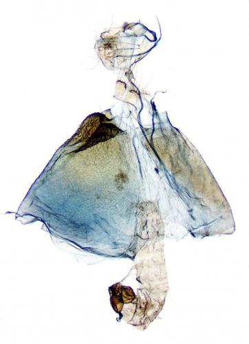 Plutella xylostella