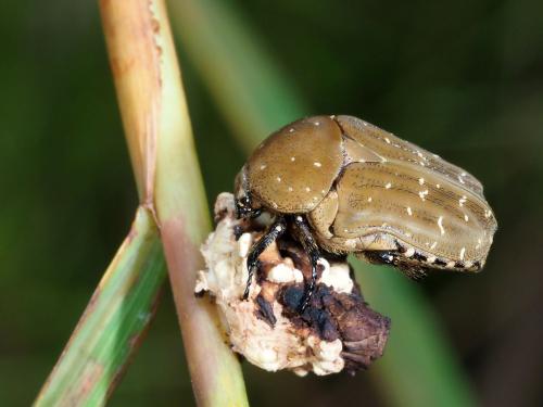 Réf. 237 875 : Polystalactica sp.