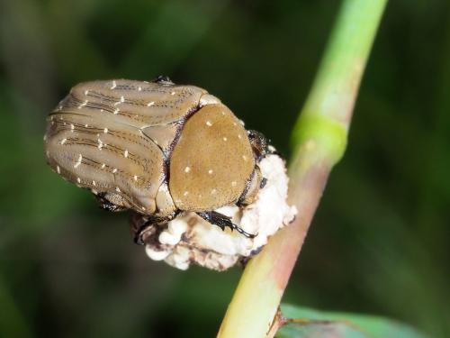Réf. 237 874 : Polystalactica sp.