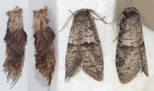 Penestoglossa dardoinella