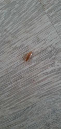 Ectobius sp.