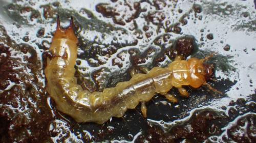 Réf. 237 738 : Pyrochroa sp.