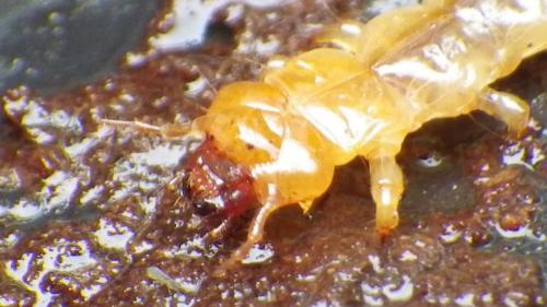 Réf. 237 739 : Pyrochroa sp.